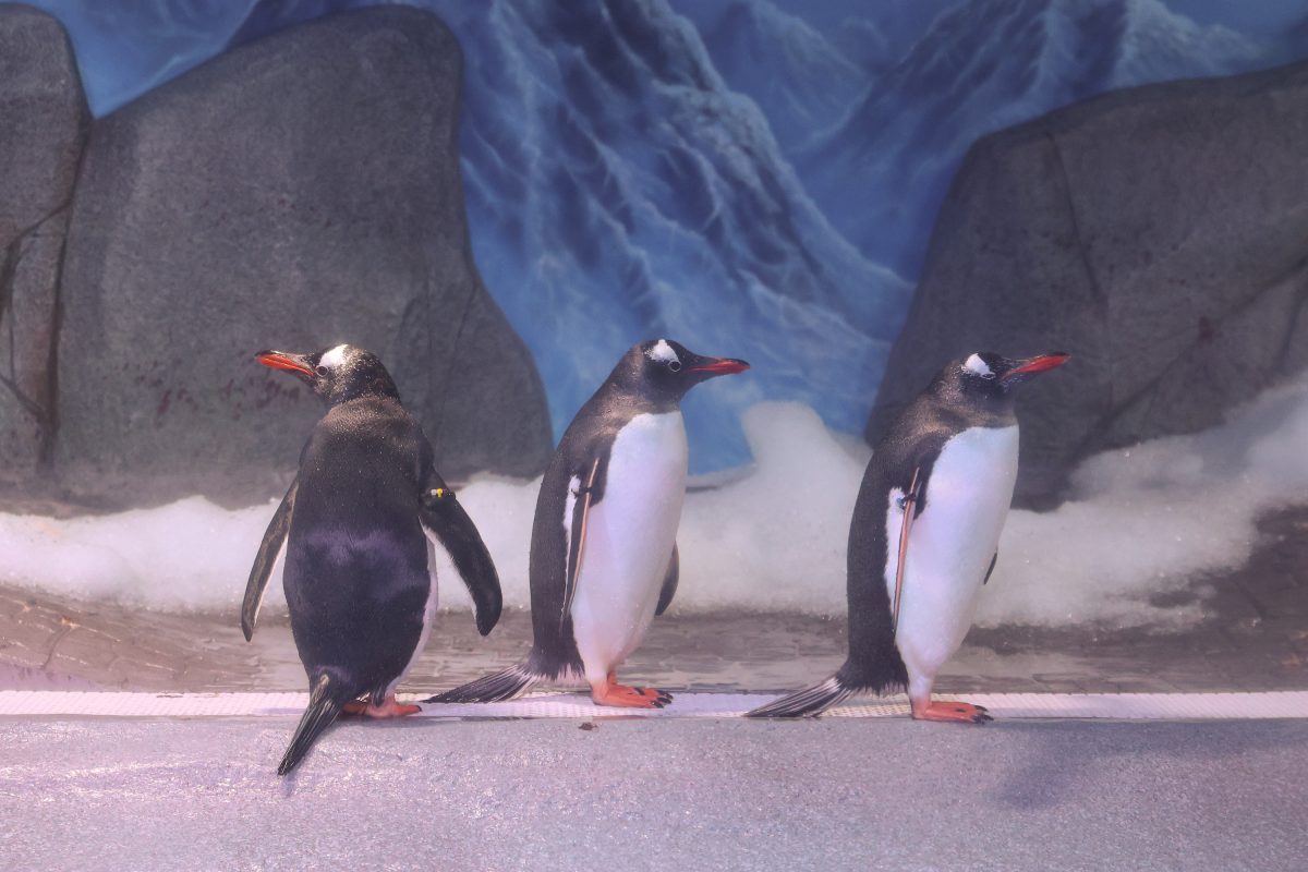 A Relaxed Day Out with Kids in Bangkok at SEA LIFE