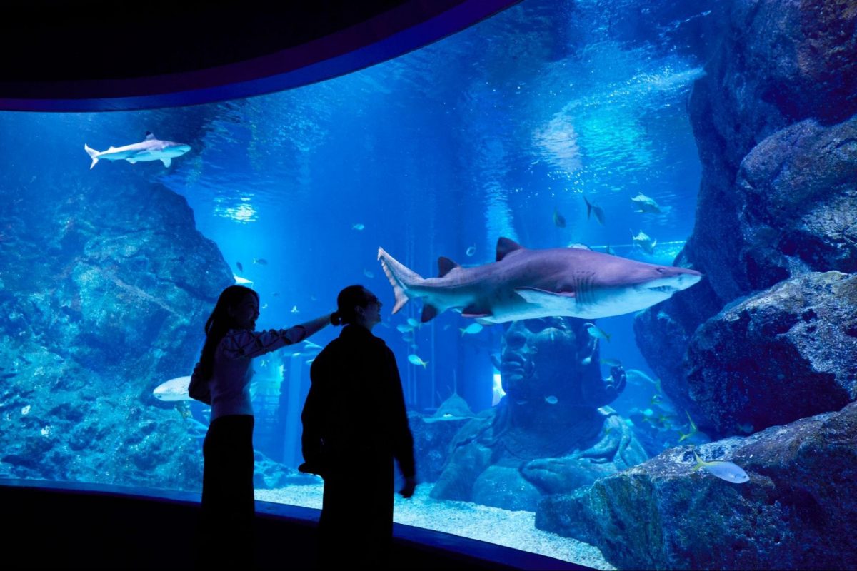 visit SEA LIFE Bangkok
