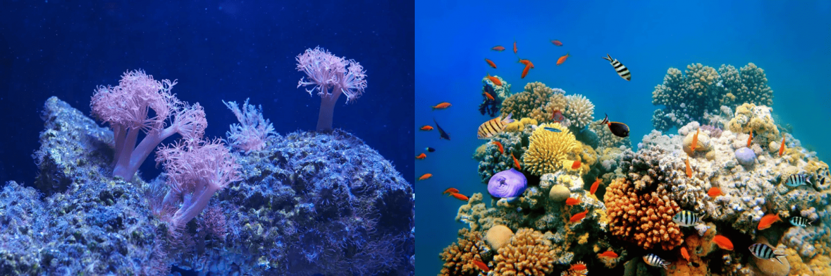 SEA LIFE Bangkok Ocean World promotion